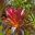 Alcantarea imperialis - rubra - this magnificent specimen is growing in Sydney Botanic Gardens